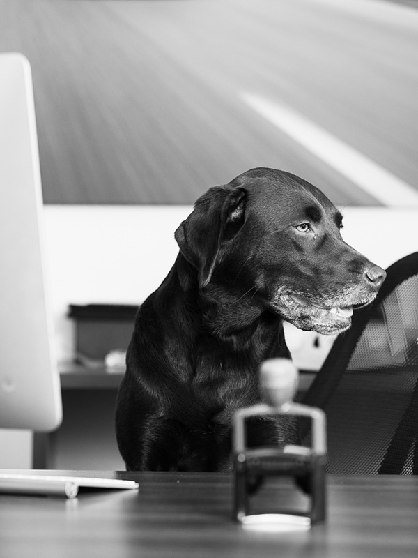 Mayla – Assistenz & Security